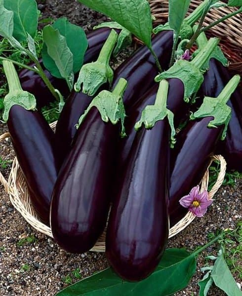 Aubergine Greffée