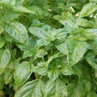 Basilic Napoletano