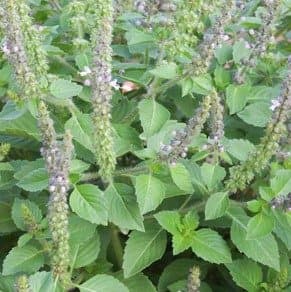 Basilic Sacré — Tulsi