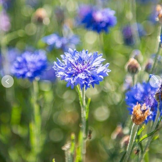 Bleuet des champs