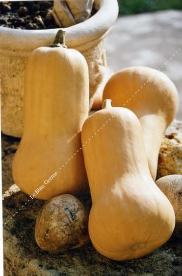 Butternut