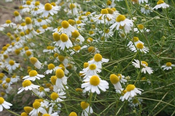 Camomille Matricaire