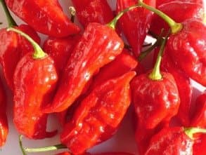 Habanero
