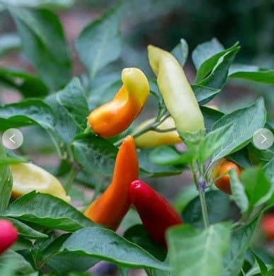 Hungarian Hot Wax