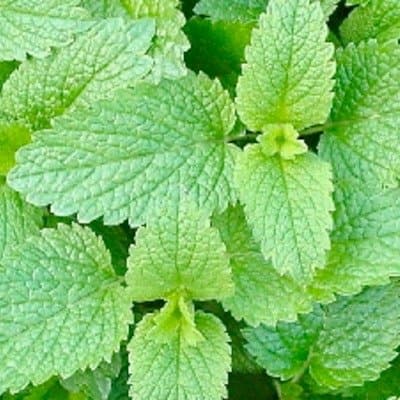 Mélisse Officinale