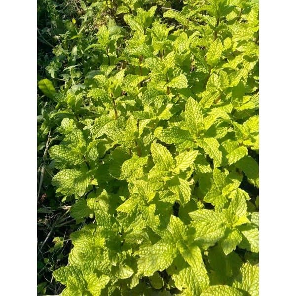 Menthe Verte