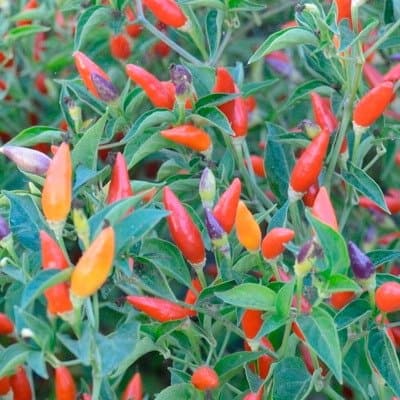 Numex