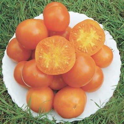 Orange Queen