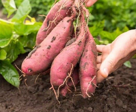 Patate Douce