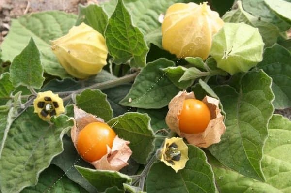Physalis Prune des Incas