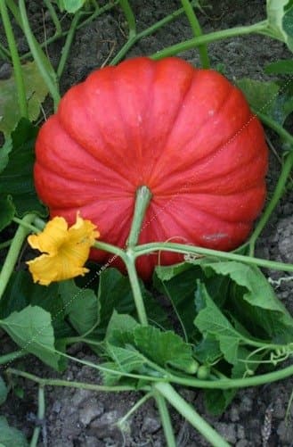 Potiron rouge vif d'Étampes