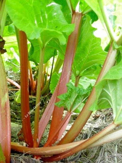 Rhubarbe Victoria