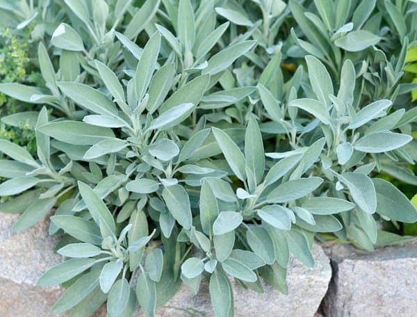 Sauge Officinale