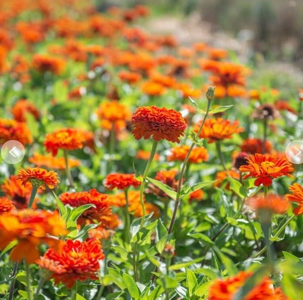 Zinnia
