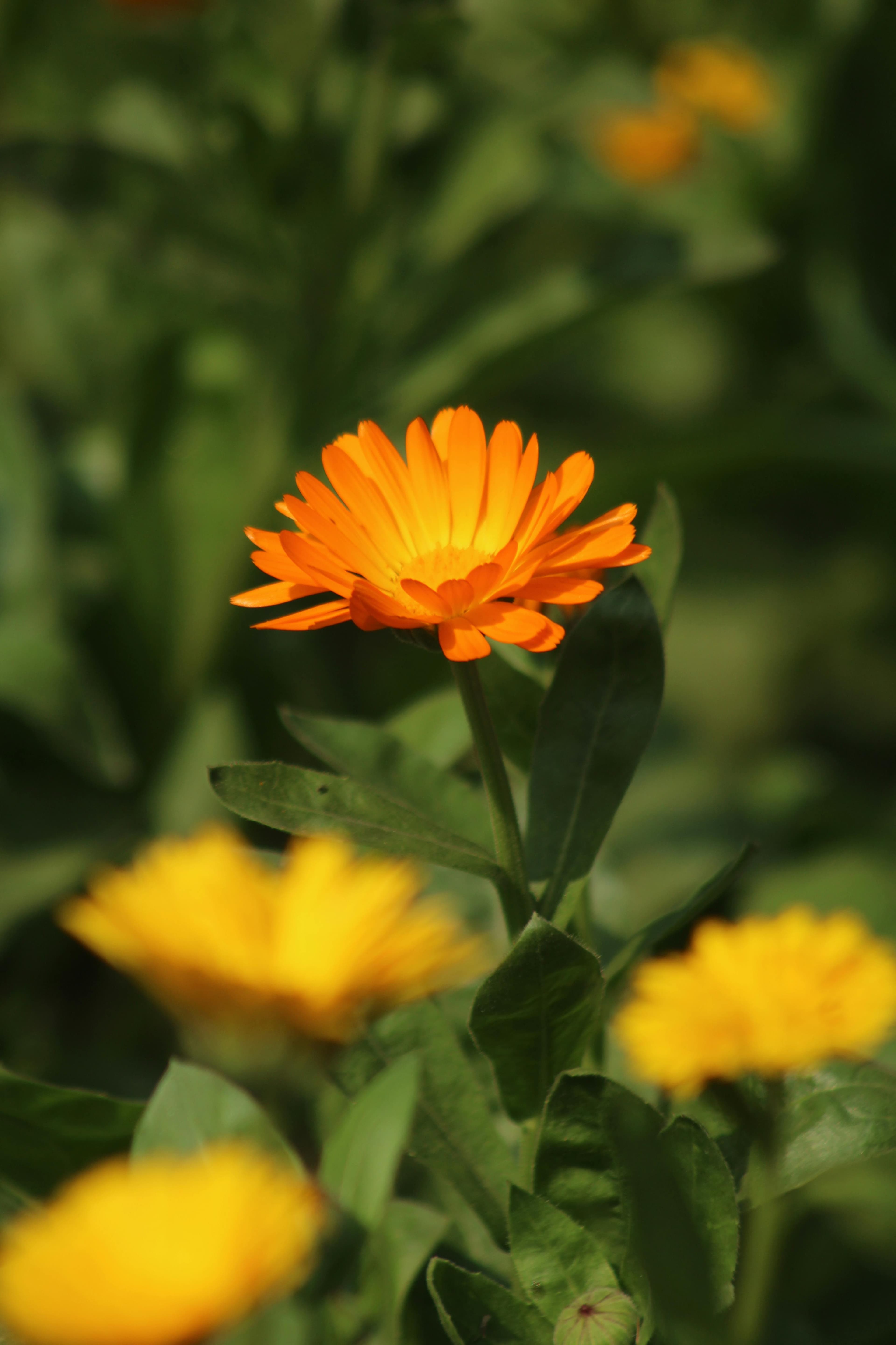 Calendula Souci