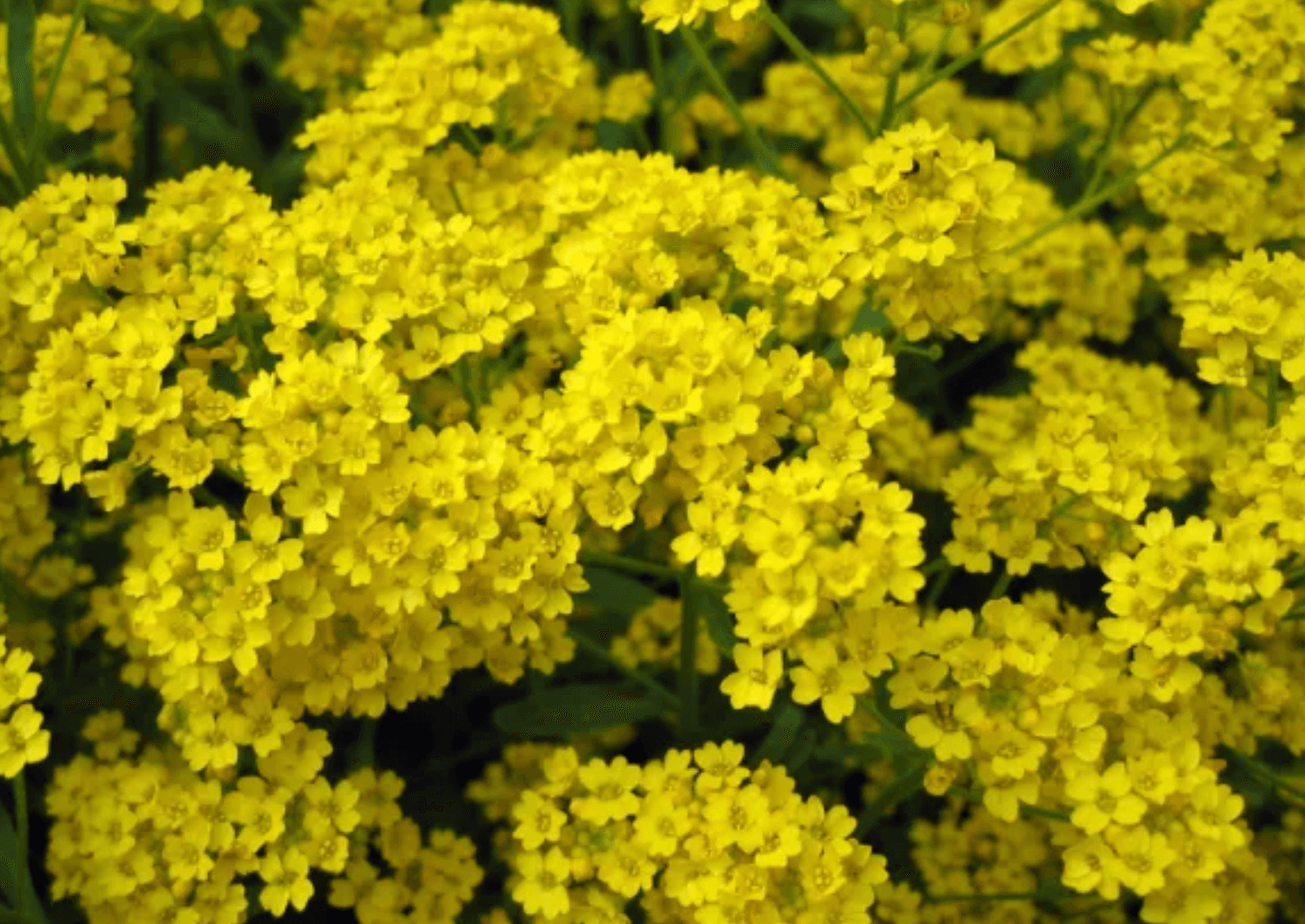 Alyssum corbeille d'or