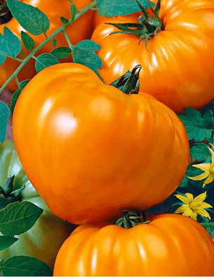 Cœur de Bœuf Orange