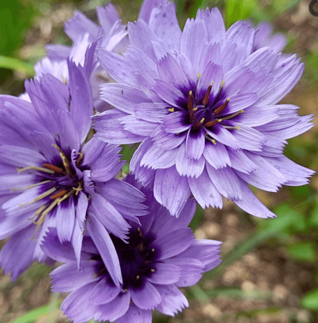 Catananche Amor Blue