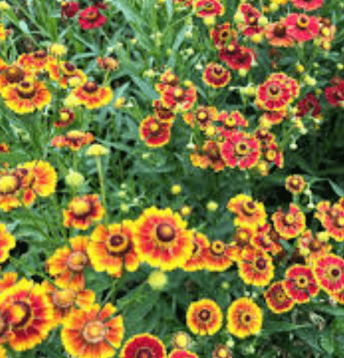 Helenium Helena