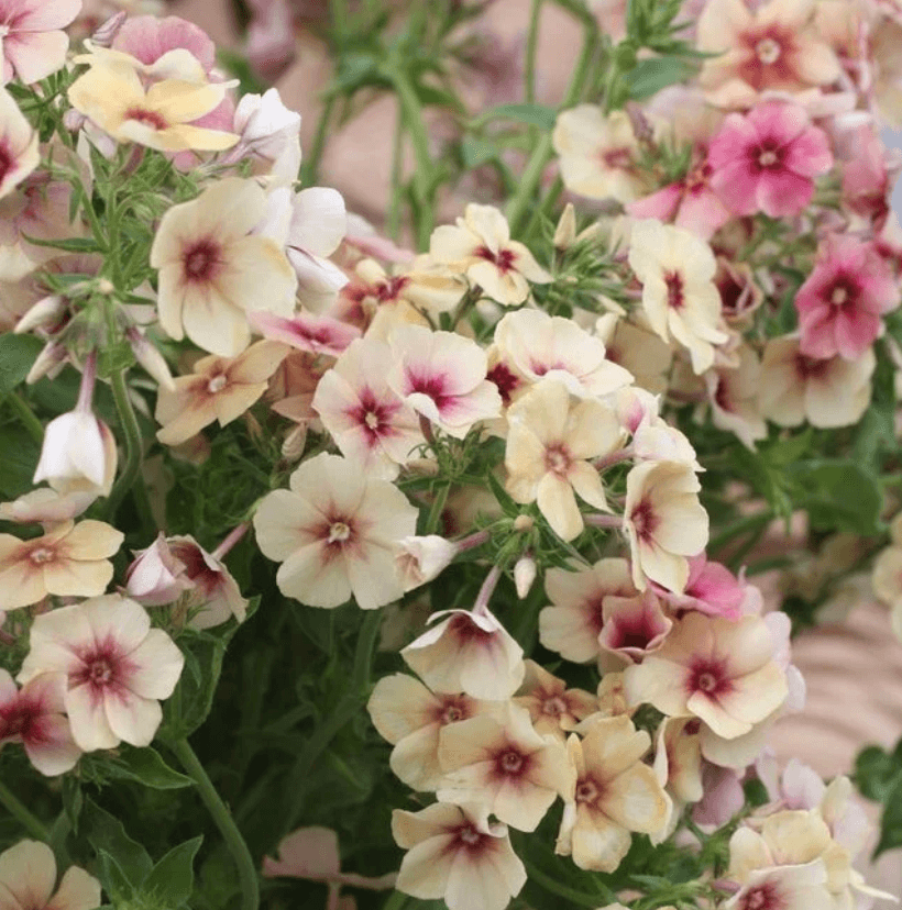Phlox Cherry Caramel