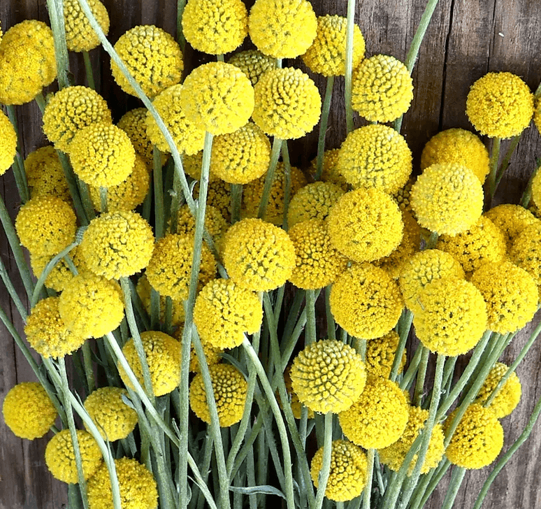 Craspedia Drumsticks