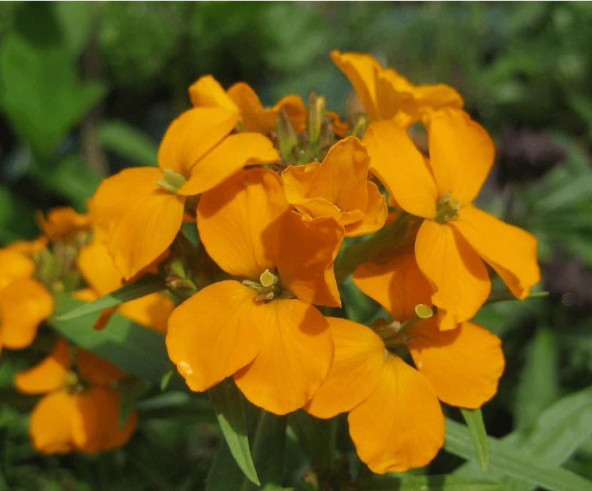 Erysimum Allionii Orange Queen