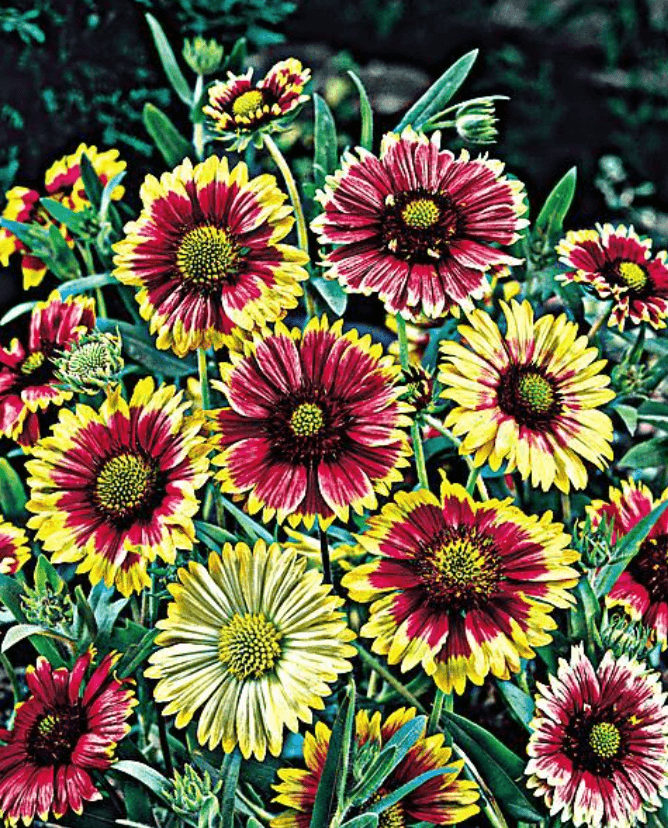 Gaillarde Pulchella