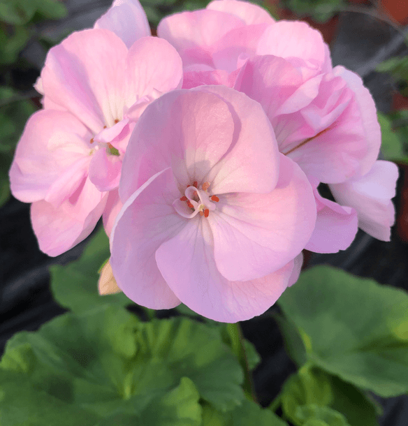 Géranium Rose