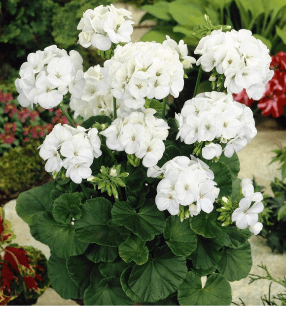 Géranium Blanc