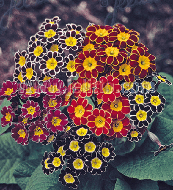Primevère Primula x elicitor