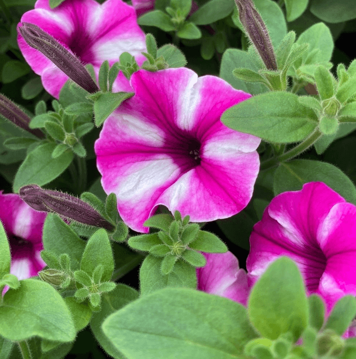 Pétunia Raspberry Star