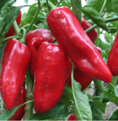 Poivron doux d'Espagne