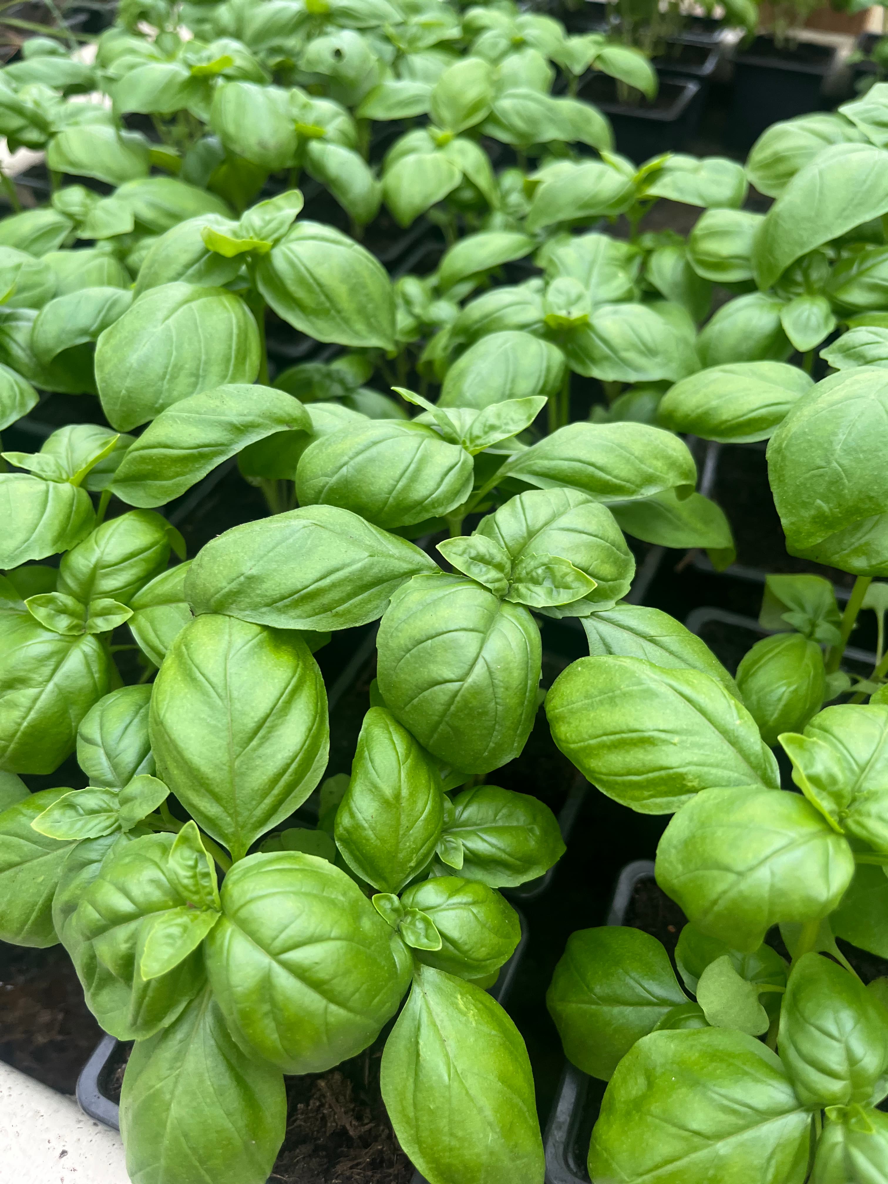 Basilic Grand Vert