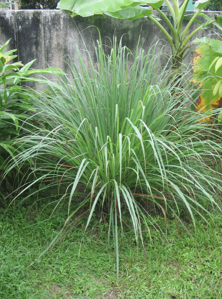 Citronnelle de Madagascar