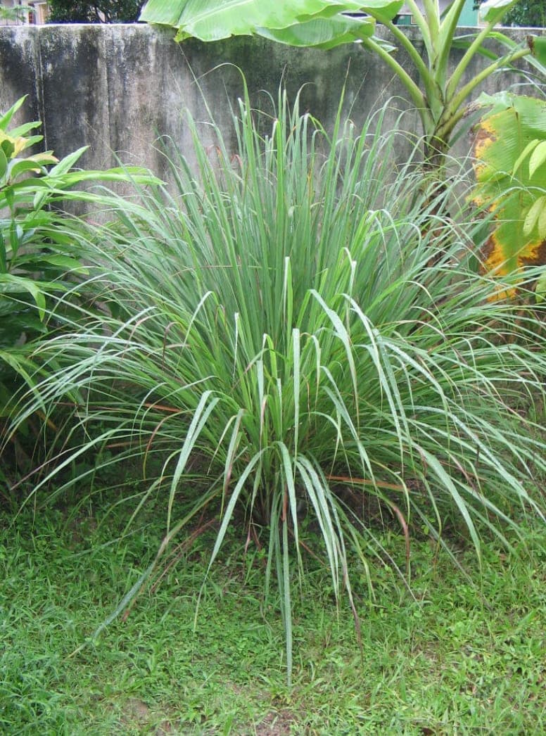 Citronnelle de Madagascar