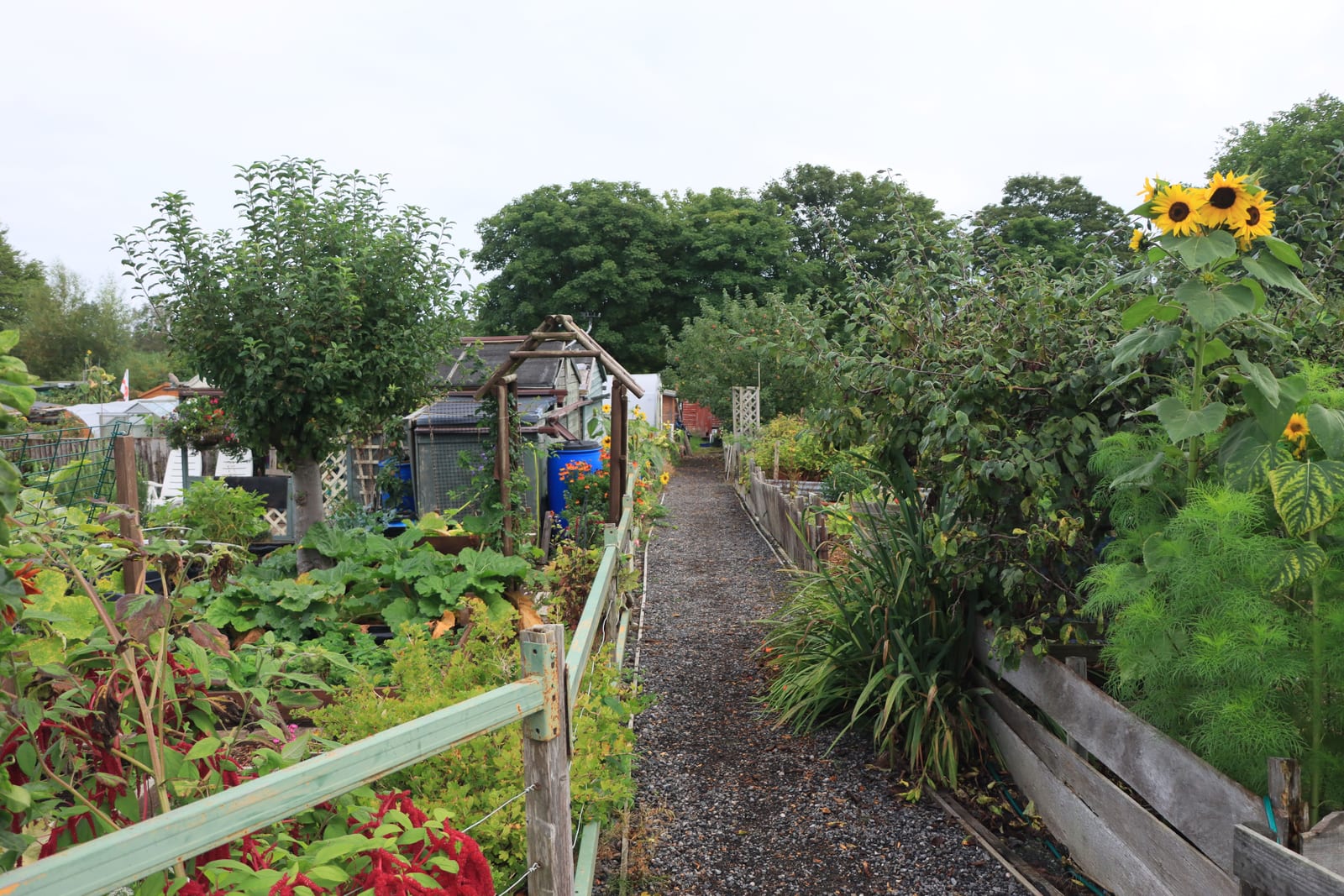 Une allée de jardins potagers foisonnants, tournesols, fleurs et légumes mêlés