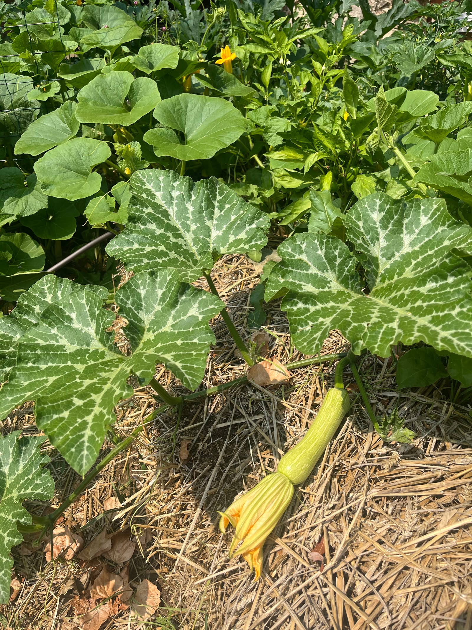 Une jeune courge posée sur un épais paillage de paille, sous un large feuillage panaché