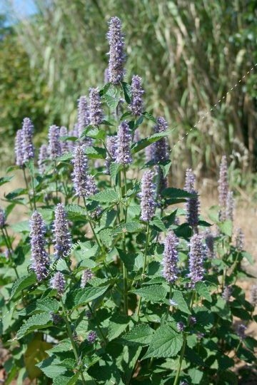 Agastache Anisée