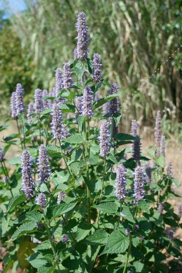 Agastache Anisée