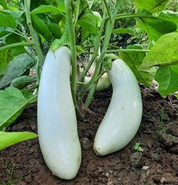 Aubergine Dourga