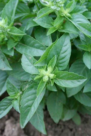 Basilic Citronnelle