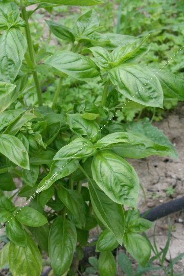 Basilic Grand Vert