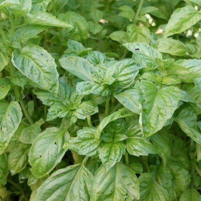 Basilic Napoletano