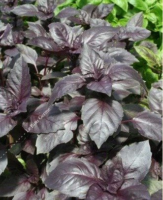 Basilic Pourpre