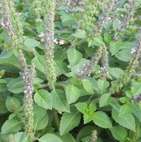 Basilic Sacré — Tulsi