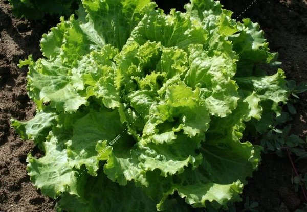 Batavia Blonde de Paris