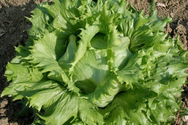 Batavia Reine des Glaces