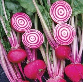 Betterave Tonda di Chioggia
