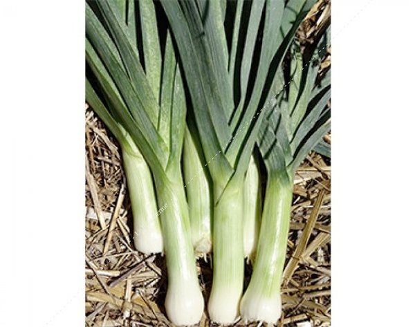 Bleu de Solaise (lot 50)