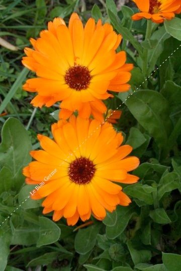 Calendula Souci